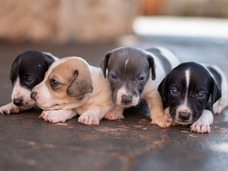 Dog Pregnancy Calendar Week By Week Due Date Calculator