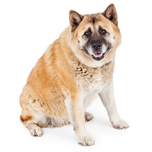 Akita Pregnancy Week by Week Images and Calendar - Akita Puppies for Sale and Adoption Near Me