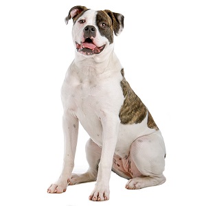 American Bulldog Pregnancy Week by Week Images and Calendar - American Bulldog Puppies for Sale and Adoption Near Me