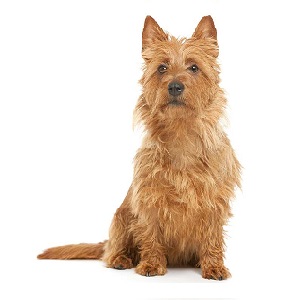 Australian Terrier Pregnancy Week by Week Images and Calendar - Australian Terrier Puppies for Sale and Adoption Near Me