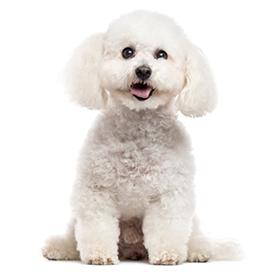 Bichon Frise Pregnancy Week by Week Images and Calendar - Bichon Frise Puppies for Sale and Adoption Near Me