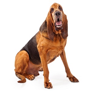 Bloodhound Pregnancy Week by Week Images and Calendar - Bloodhound Puppies for Sale and Adoption Near Me