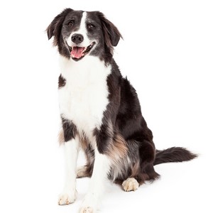 Border Collie Pregnancy Week by Week Images and Calendar - Border Collie Puppies for Sale and Adoption Near Me
