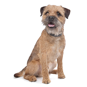 Border Terrier Pregnancy Week by Week Images and Calendar - Border Terrier Puppies for Sale and Adoption Near Me