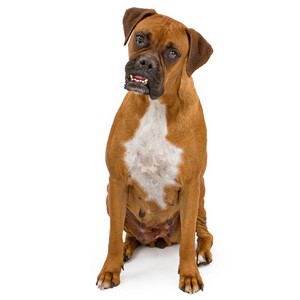 Boxer Pregnancy Week by Week Images and Calendar - Boxer Puppies for Sale and Adoption Near Me