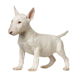 Bull Terrier Pregnancy Week by Week Images and Calendar - Bull Terrier Puppies for Sale and Adoption Near Me
