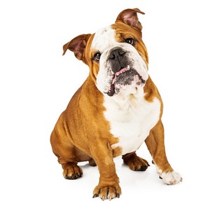 Bulldog Pregnancy Week by Week Images and Calendar - Bulldog Puppies for Sale and Adoption Near Me