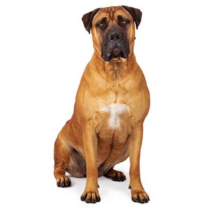 Bullmastiff Pregnancy Week by Week Images and Calendar - Bullmastiff Puppies for Sale and Adoption Near Me