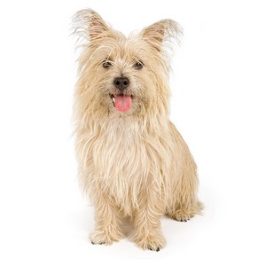 Cairn Terrier Pregnancy Week by Week Images and Calendar - Cairn Terrier Puppies for Sale and Adoption Near Me