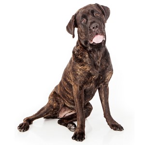 Cane Corso Pregnancy Week by Week Images and Calendar - Cane Corso Puppies for Sale and Adoption Near Me