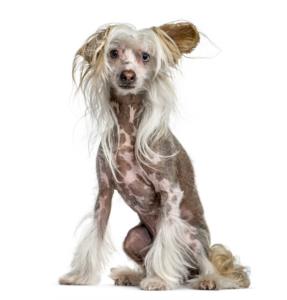 Chinese Crested Pregnancy Week by Week Images and Calendar - Chinese Crested Puppies for Sale and Adoption Near Me