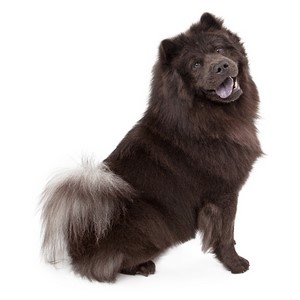Chow Chow Pregnancy Week by Week Images and Calendar - Chow Chow Puppies for Sale and Adoption Near Me
