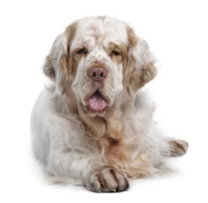 Clumber Spaniel Pregnancy Week by Week Images and Calendar - Clumber Spaniel Puppies for Sale and Adoption Near Me