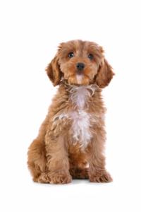 Cockapoo Pregnancy Week by Week Images and Calendar - Cockapoo Puppies for Sale and Adoption Near Me