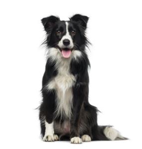 Collie Pregnancy Week by Week Images and Calendar - Collie Puppies for Sale and Adoption Near Me