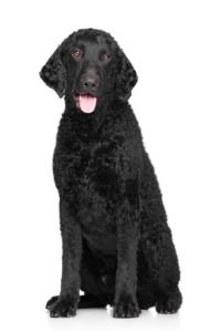 Curly-Coated Retriever Pregnancy Week by Week Images and Calendar - Curly-Coated Retriever Puppies for Sale and Adoption Near Me