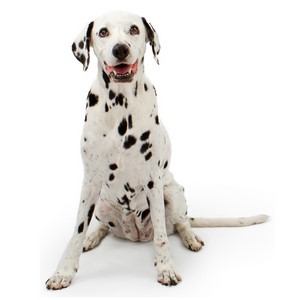 Dalmatian Pregnancy Week by Week Images and Calendar - Dalmatian Puppies for Sale and Adoption Near Me