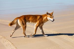 Dingo Pregnancy Week by Week Images and Calendar - Dingo Puppies for Sale and Adoption Near Me