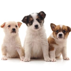 Lakeland Terrier Pregnancy Week by Week Images and Calendar - Lakeland Terrier Puppies for Sale and Adoption Near Me