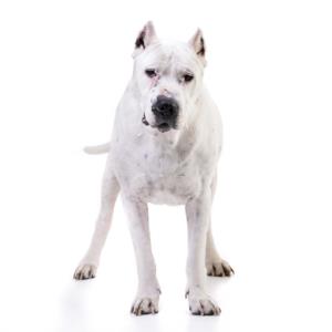 Dogo Argentino Pregnancy Week by Week Images and Calendar - Dogo Argentino Puppies for Sale and Adoption Near Me