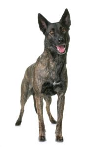 Dutch Shepherd Dog Pregnancy Week by Week Images and Calendar - Dutch Shepherd Dog Puppies for Sale and Adoption Near Me