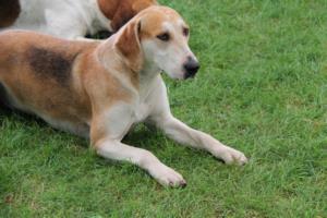 English Foxhound Pregnancy Week by Week Images and Calendar - English Foxhound Puppies for Sale and Adoption Near Me