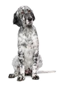 English Setter Pregnancy Week by Week Images and Calendar - English Setter Puppies for Sale and Adoption Near Me