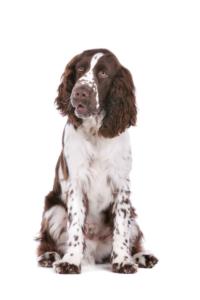 English Springer Spaniel Pregnancy Week by Week Images and Calendar - English Springer Spaniel Puppies for Sale and Adoption Near Me