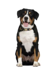 Entlebucher Mountain Dog Pregnancy Week by Week Images and Calendar - Entlebucher Mountain Dog Puppies for Sale and Adoption Near Me