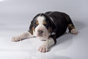 Finnish Hound Pregnancy Week by Week Images and Calendar - Finnish Hound Puppies for Sale and Adoption Near Me