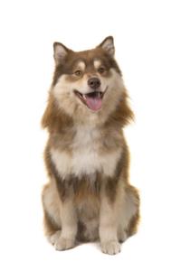 Finnish Lapphund Pregnancy Week by Week Images and Calendar - Finnish Lapphund Puppies for Sale and Adoption Near Me
