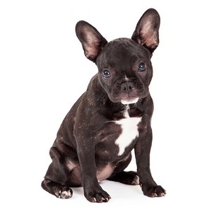French Bulldog Pregnancy Week by Week Images and Calendar - French Bulldog Puppies for Sale and Adoption Near Me