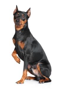 German Pinscher Pregnancy Week by Week Images and Calendar - German Pinscher Puppies for Sale and Adoption Near Me