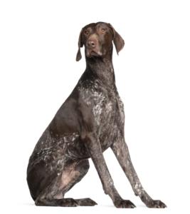 German Shorthaired Pointer Pregnancy Week by Week Images and Calendar - German Shorthaired Pointer Puppies for Sale and Adoption Near Me