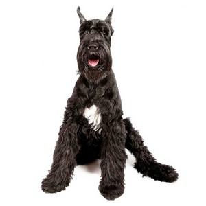 Giant Schnauzer Pregnancy Week by Week Images and Calendar - Giant Schnauzer Puppies for Sale and Adoption Near Me