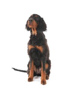 Gordon Setter Pregnancy Week by Week Images and Calendar - Gordon Setter Puppies for Sale and Adoption Near Me