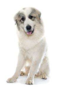 Great Pyrenees Pregnancy Week by Week Images and Calendar - Great Pyrenees Puppies for Sale and Adoption Near Me