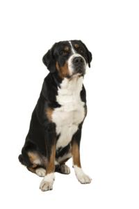 Greater Swiss Mountain Dog Pregnancy Week by Week Images and Calendar - Greater Swiss Mountain Dog Puppies for Sale and Adoption Near Me