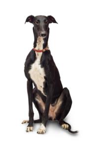 Greyhound Pregnancy Week by Week Images and Calendar - Greyhound Puppies for Sale and Adoption Near Me