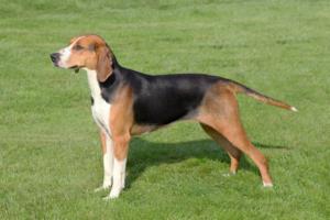 Hamilton Hound Pregnancy Week by Week Images and Calendar - Hamilton Hound Puppies for Sale and Adoption Near Me