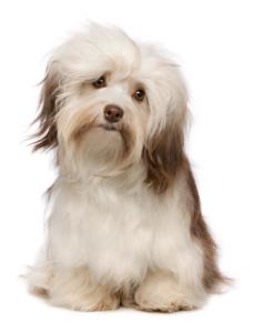 Havanese Pregnancy Week by Week Images and Calendar - Havanese Puppies for Sale and Adoption Near Me