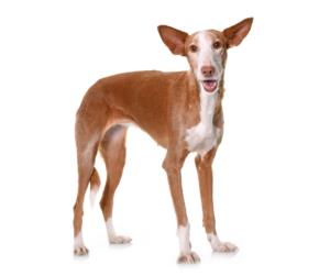Ibizan Hound Pregnancy Week by Week Images and Calendar - Ibizan Hound Puppies for Sale and Adoption Near Me
