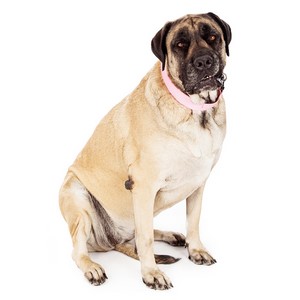 Mastiff Pregnancy Week by Week Images and Calendar - Mastiff Puppies for Sale and Adoption Near Me