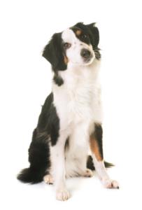 Miniature American Shepherd Pregnancy Week by Week Images and Calendar - Miniature American Shepherd Puppies for Sale and Adoption Near Me