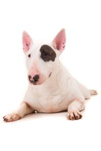 Miniature Bull Terrier Pregnancy Week by Week Images and Calendar - Miniature Bull Terrier Puppies for Sale and Adoption Near Me