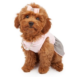Miniature Poodle Pregnancy Week by Week Images and Calendar - Miniature Poodle Puppies for Sale and Adoption Near Me