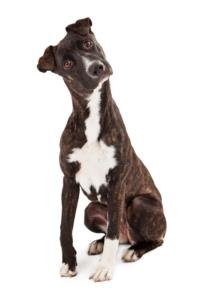 Mountain Cur Pregnancy Week by Week Images and Calendar - Mountain Cur Puppies for Sale and Adoption Near Me