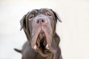 Neapolitan Mastiff Pregnancy Week by Week Images and Calendar - Neapolitan Mastiff Puppies for Sale and Adoption Near Me