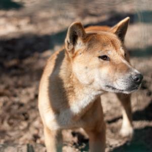 New Guinea Singing Dog Pregnancy Week by Week Images and Calendar - New Guinea Singing Dog Puppies for Sale and Adoption Near Me