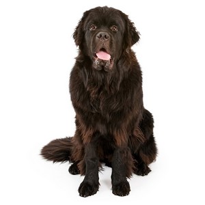 Newfoundland Pregnancy Week by Week Images and Calendar - Newfoundland Puppies for Sale and Adoption Near Me